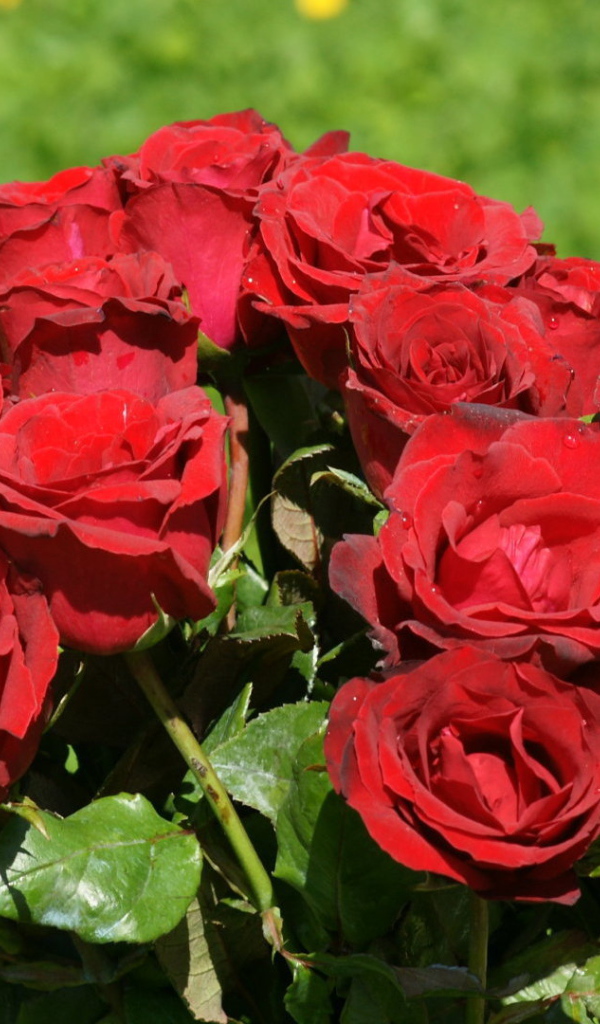 Красные розы в букете на фоне травы