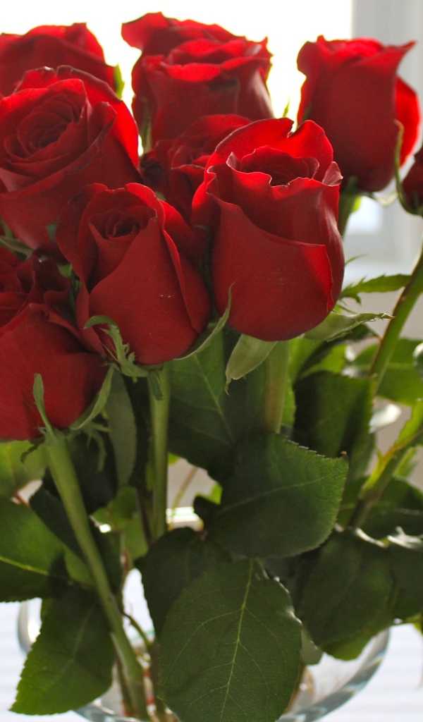 Красные розы на 8 марта