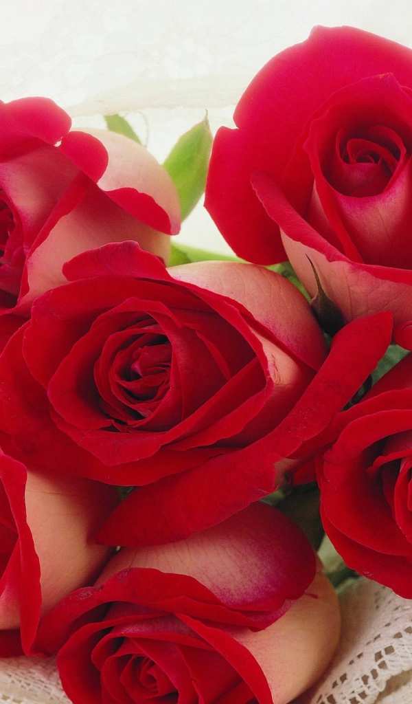 Красные розы на 8 марта для любимой