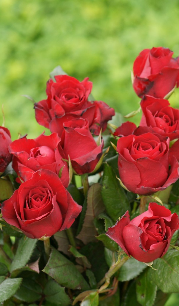 Красные розы на 8 марта на зеленом фоне