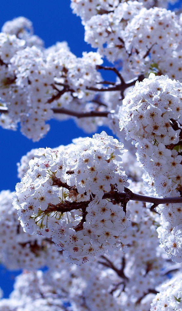 Весеннее цветение на 8 марта