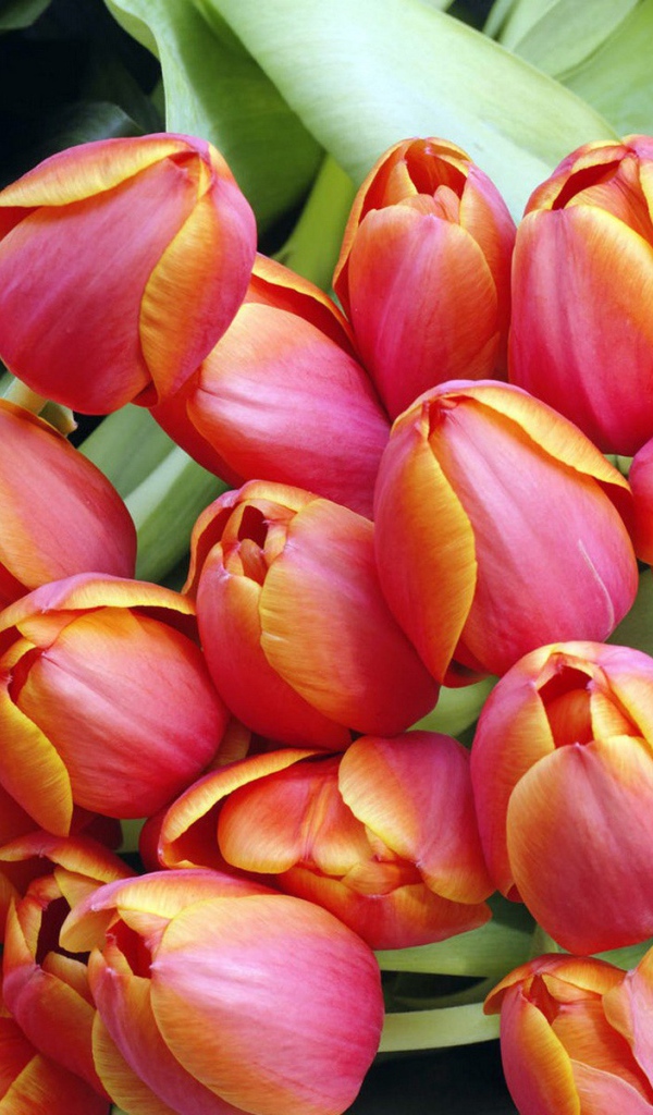 Тюльпаны к дню 8 марта