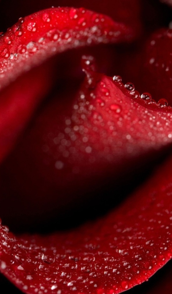 Мокрая красная роза крупным планом на восьмое марта