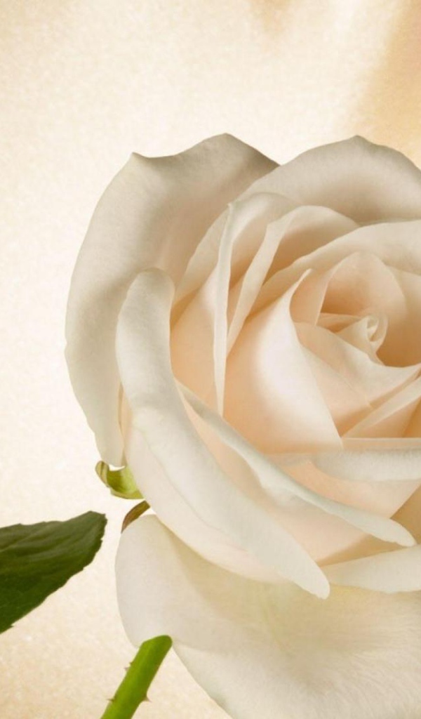 Белая роза в подарок на восьмое марта