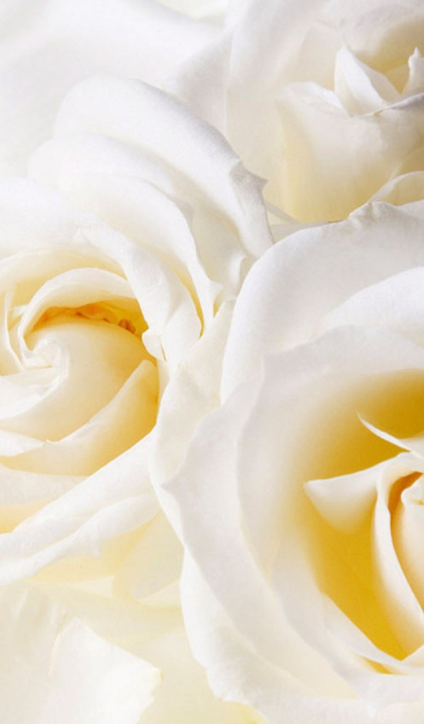 Белые розы в подарок на восьмое марта, крупный план