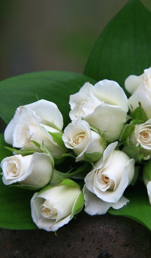 Белые розы в букете в подарок на восьмое марта женщинам