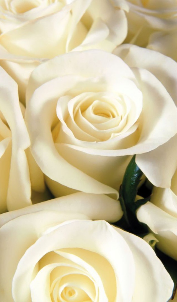 Белые розы всем женщинам на восьмое марта