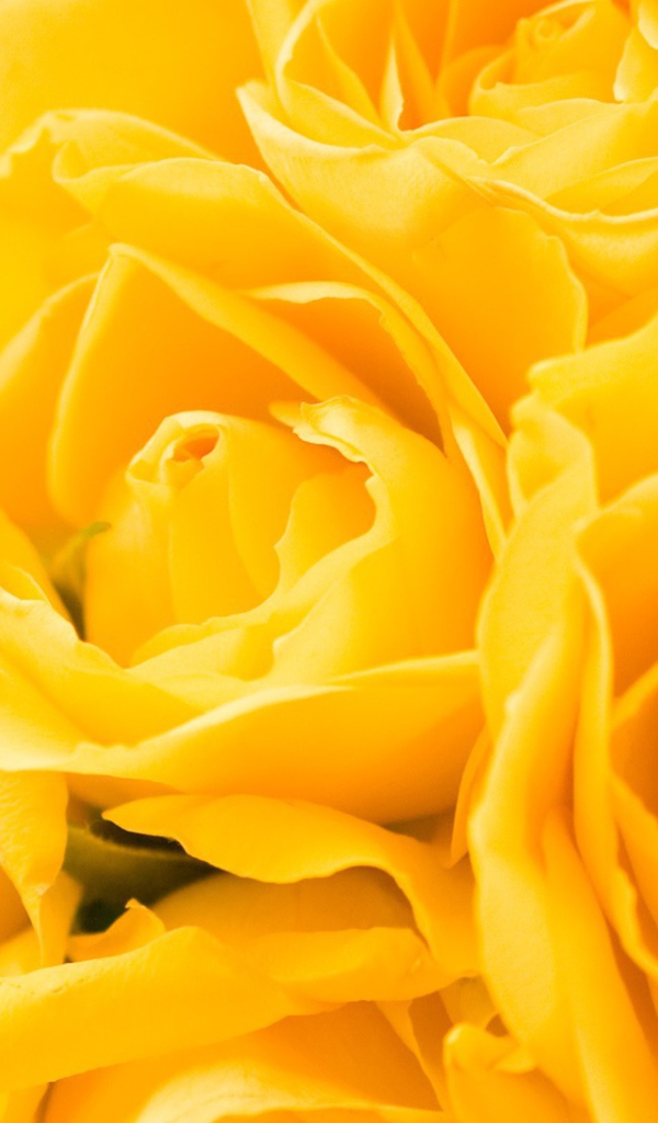 Жёлтые розы в подарок на восьмое марта