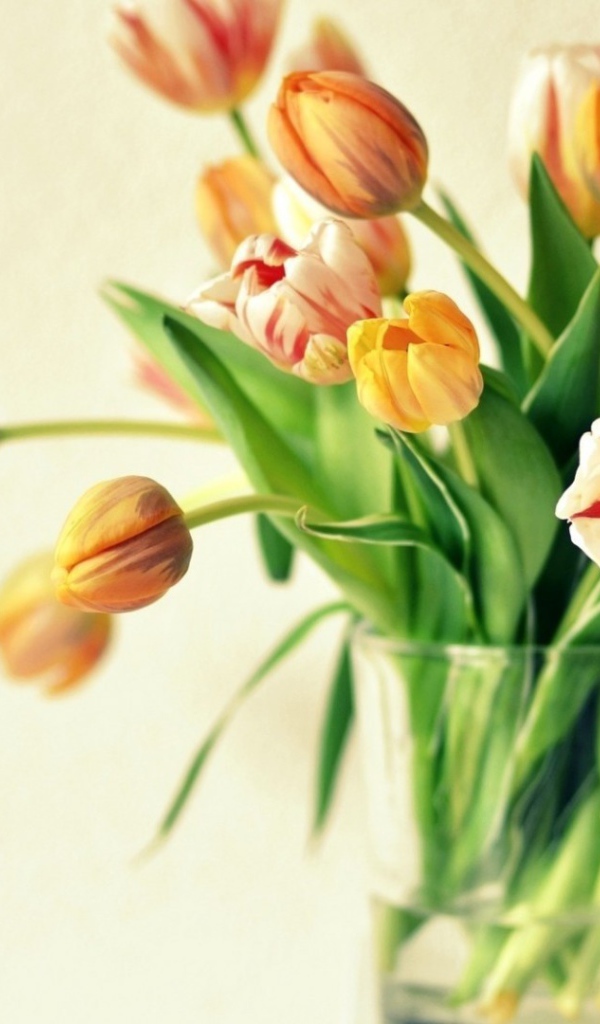 Жёлтые тюльпаны в подарок на восьмое марта