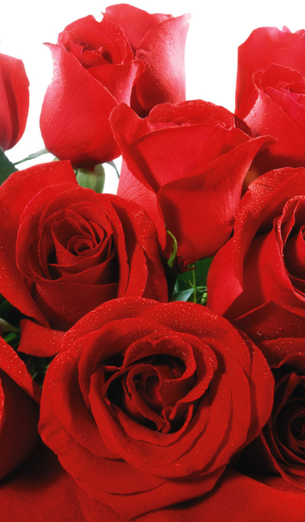 Роскошный букет красных роз на 8 марта