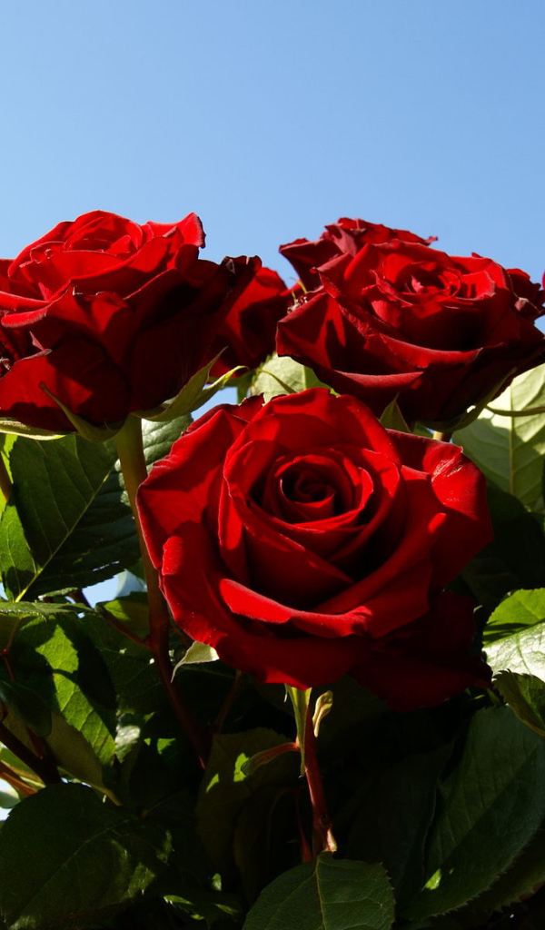 Красные розы на 8 марта на фоне неба