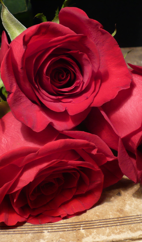 Красные розы на 8 марта для лучшей девушки