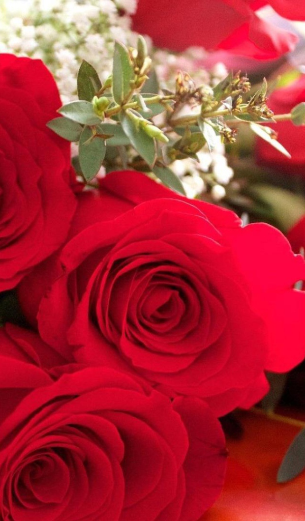 Махровые красные розы на 8 марта