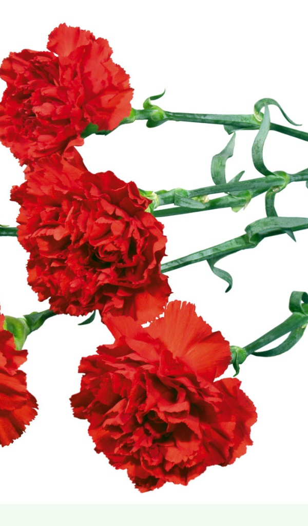 Гвоздики в День Победы 9 мая