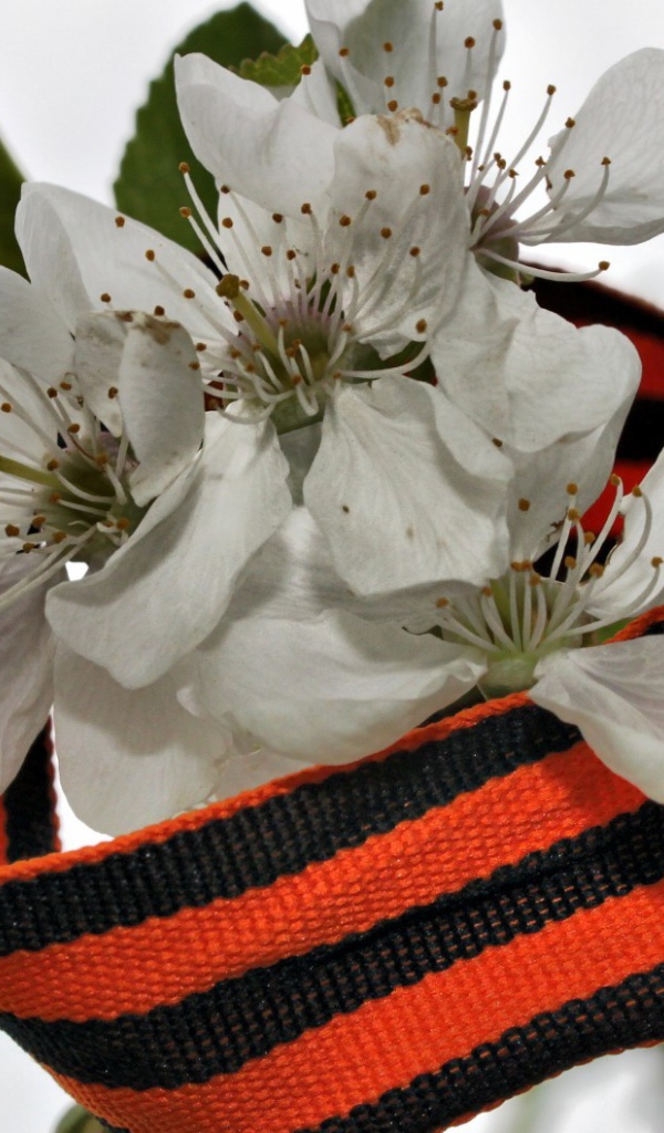 Весенний цвет в День Победы 9 мая