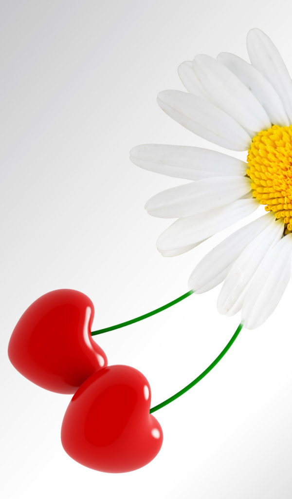 Сердце ромашка на День Святого Валентина 14 февраля