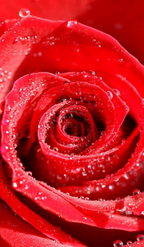 Dew on a rose on Valentine's Day