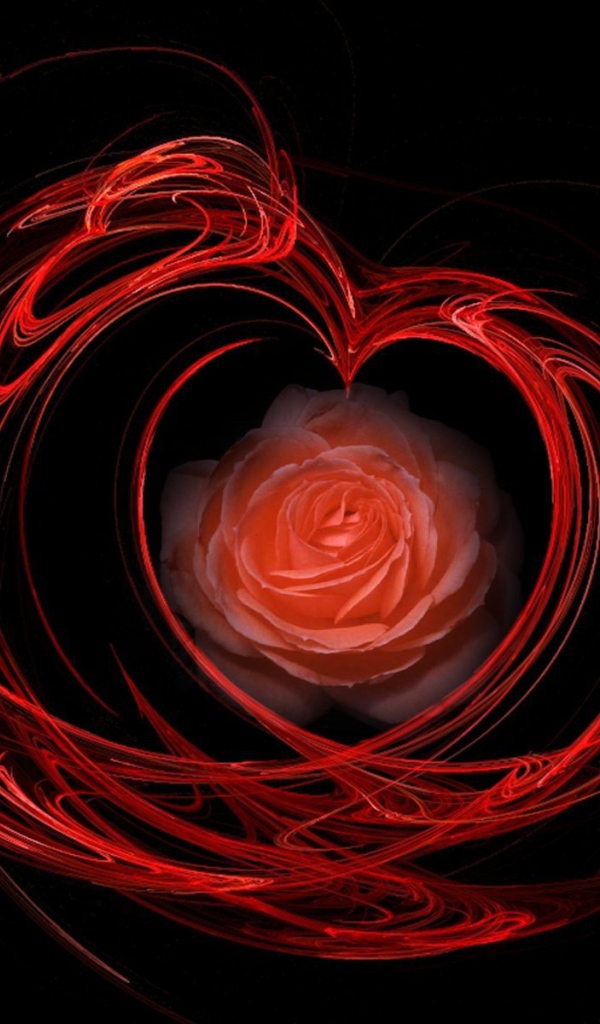 Огненная роза на День Святого Валентина 14 февраля
