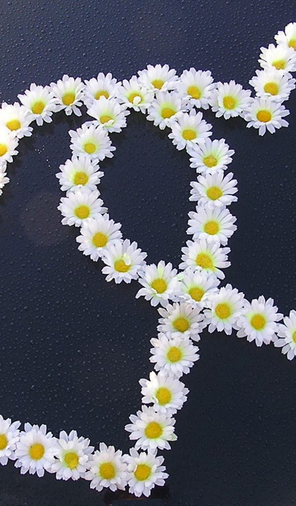 Сердца из ромашек на День Святого Валентина