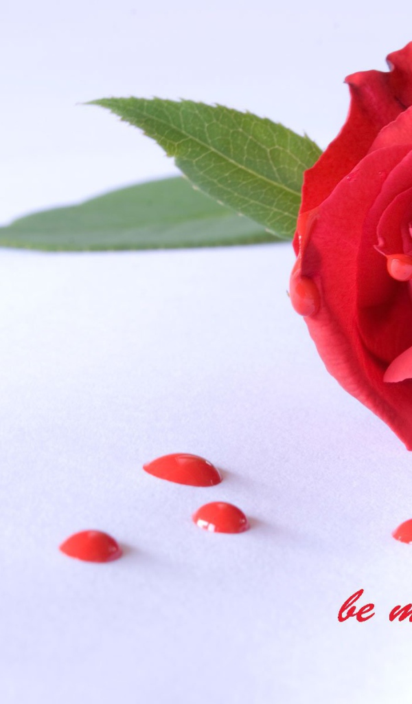 Роза и капли на День Святого Валентина 14 февраля