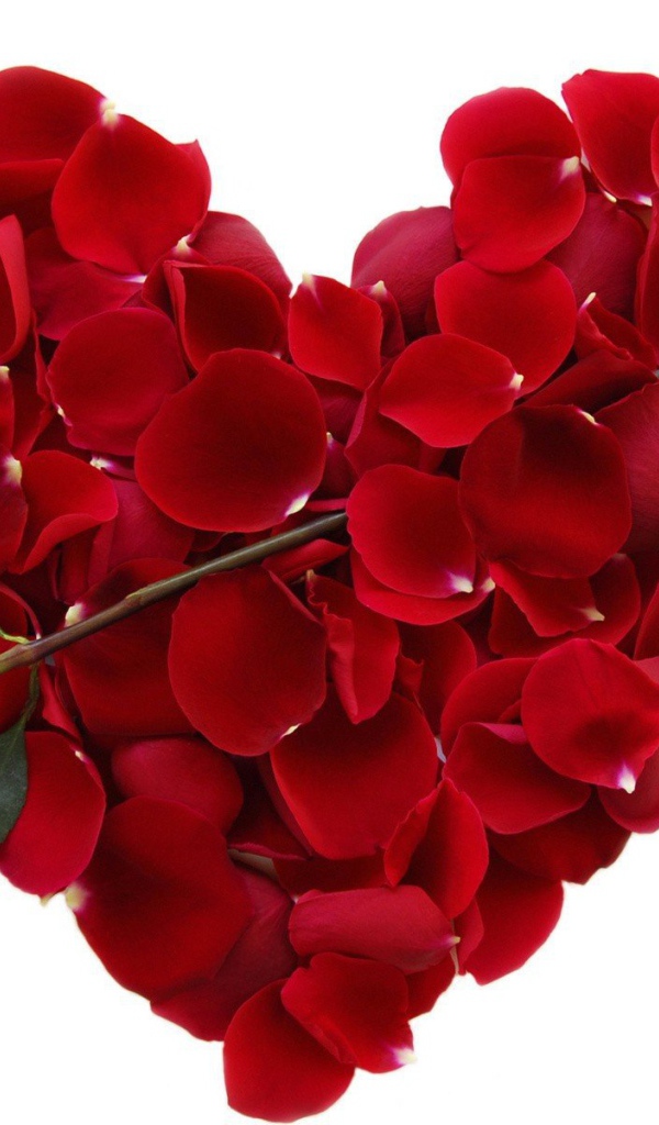Роза и сердце из лепестков на День Влюбленных 14 февраля