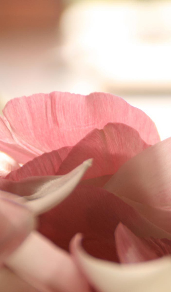 Лепестки роз на День Святого Валентина 14 февраля