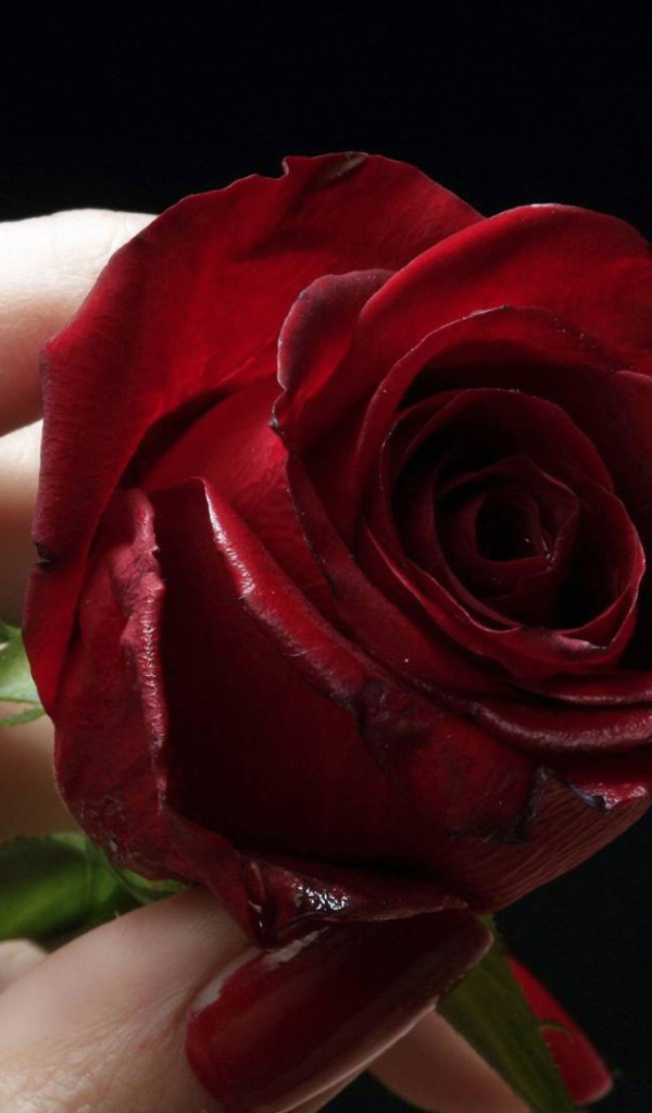 Роза у губ на День Святого Валентина 14 февраля