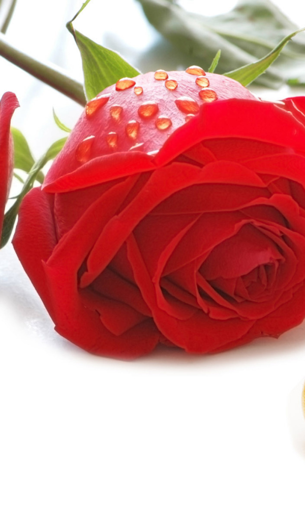 Розы и кольца на День Святого Валентина