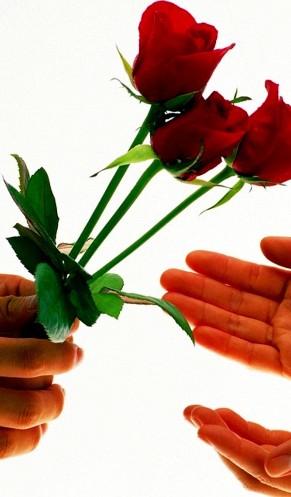 Розы на День Святого Валентина 14 февраля