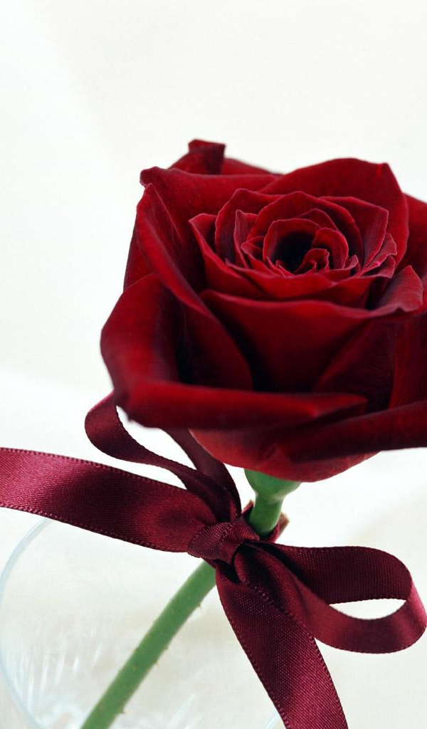 Чудесная роза на День Святого Валентина