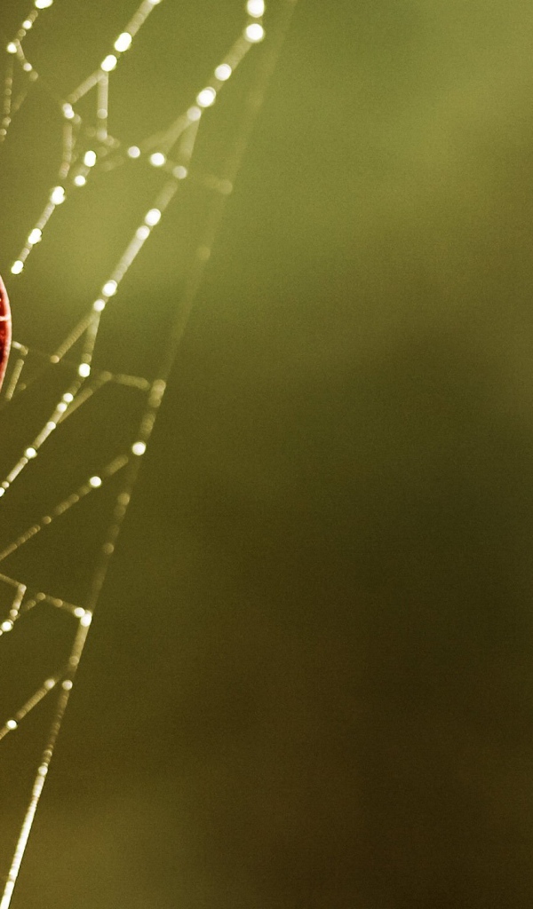 Сердечко на паутине