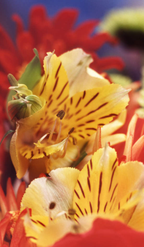 Букет гладиолусов на День знаний 1 сентября