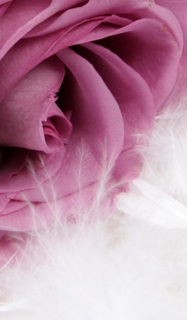 Фиолетовая роза и кольцо, предложение руки и сердца