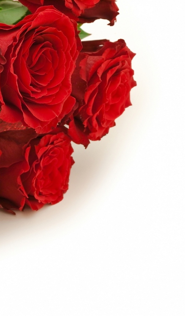 Красные розы и золотые свадебные кольца