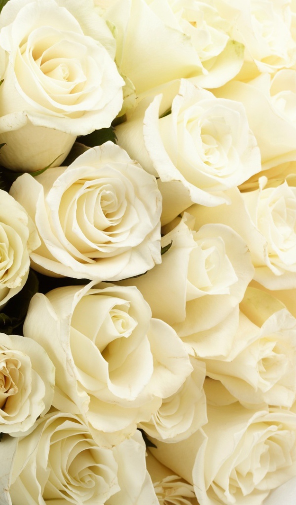 Белые розы в букете для невесты