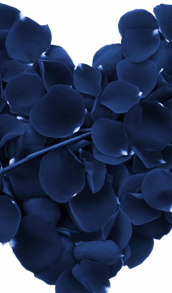 Синяя роза и сердце из лепестков роз