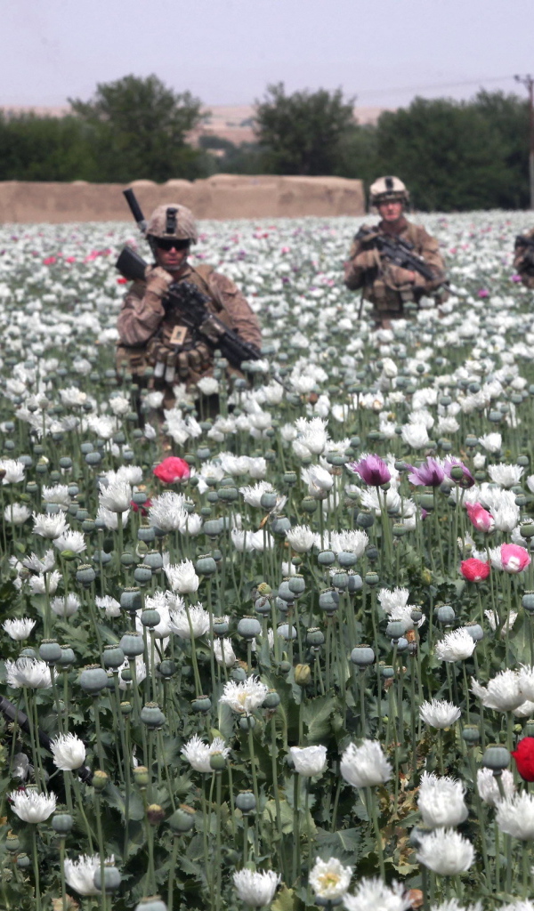 Солдаты на маковом поле