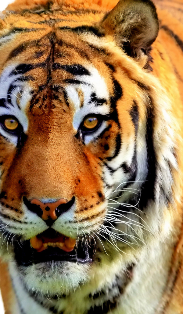  Полосатый рейс