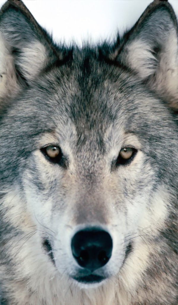 Весьегонская волчица