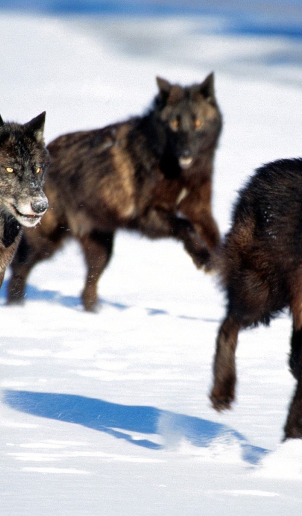 Чёрные волки