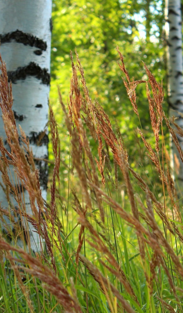 Березы в роще