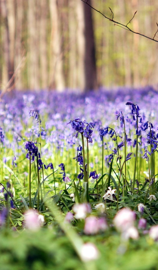 Голубые цветы в лесу
