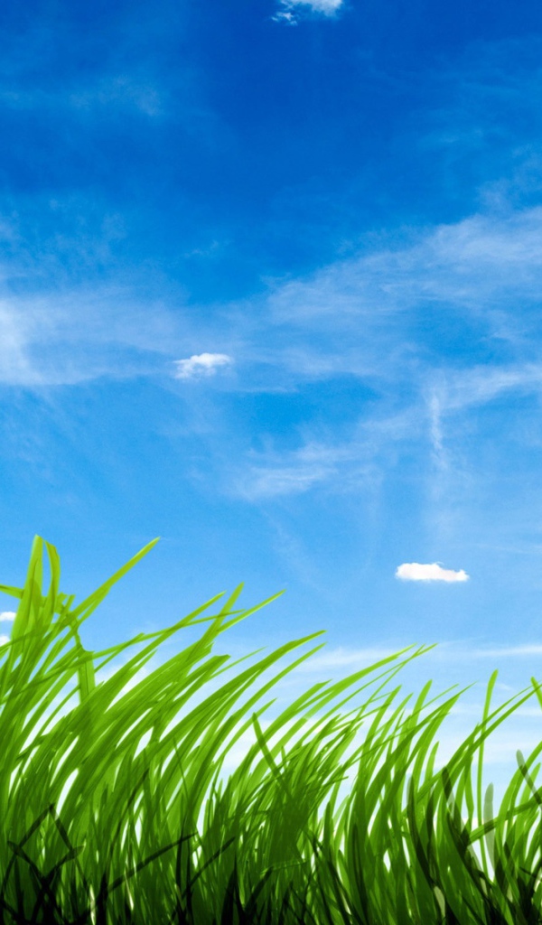 Зеленая трава на фоне голубого неба