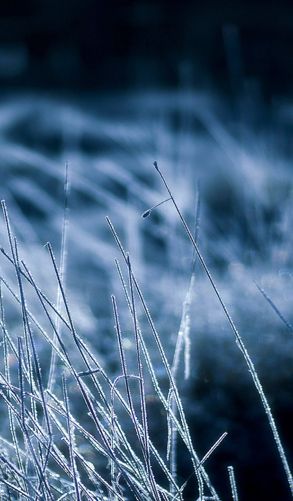 Покрытая инеем трава