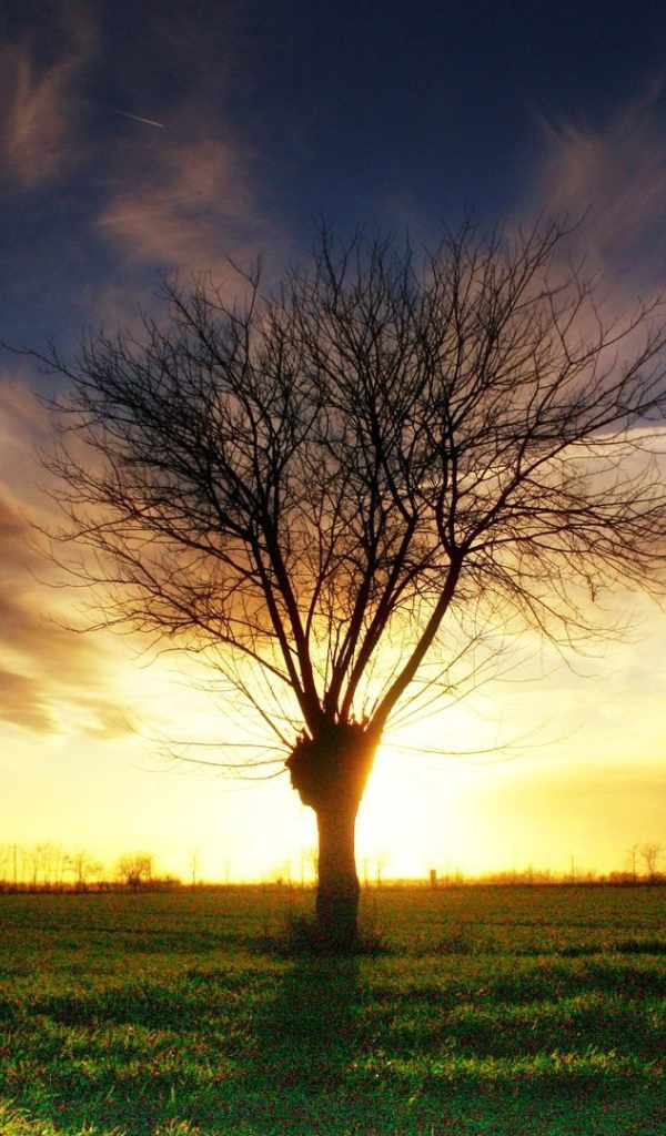 Умершее дерево