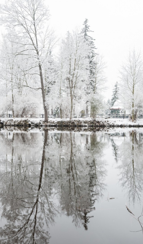 Oтражения деревъев в снегу
