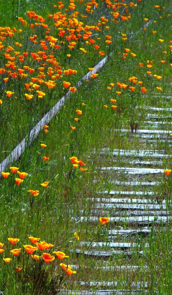 Заросшая цветами старая дорога