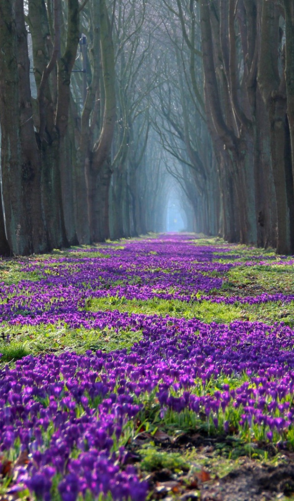 Лесные жители