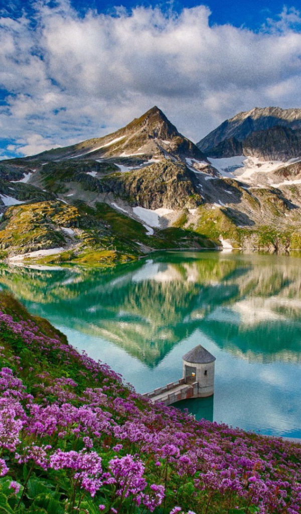 Cиреневые цветы