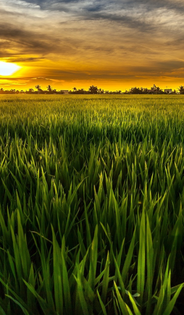 Cочная растительность